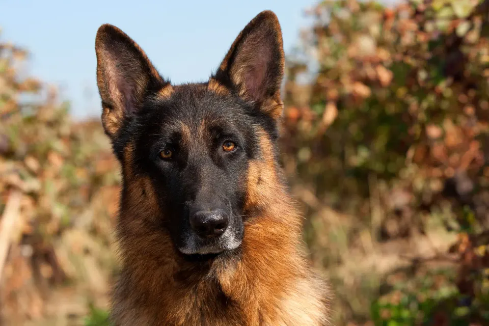 The Silent Guardian: Why Sometimes You Need to Trust Your Pet